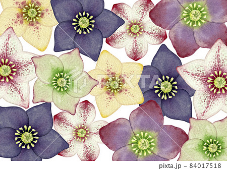 クリスマスローズのイラスト素材