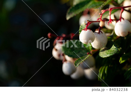 シラタマノキ 植物 実 ツツジ科の写真素材