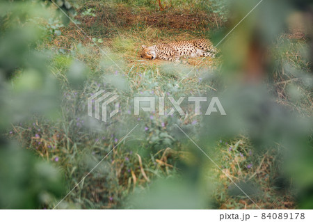 子供 チーター かわいい 動物 野生 サファリパーク 狩りの写真素材 子供 チーター かわいい 動物 野生 サファリパーク 狩りの写真素材