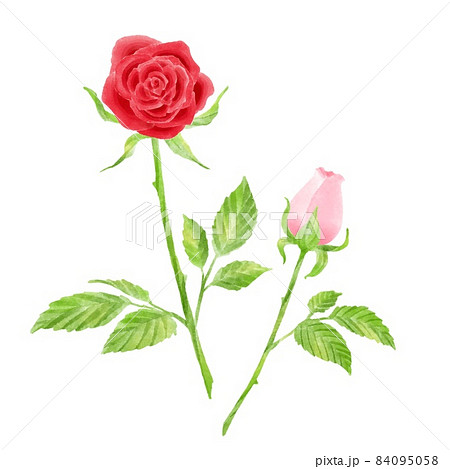 バラ 薔薇 のイラスト素材集 ピクスタ