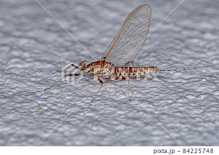 かげろう 羽の写真素材