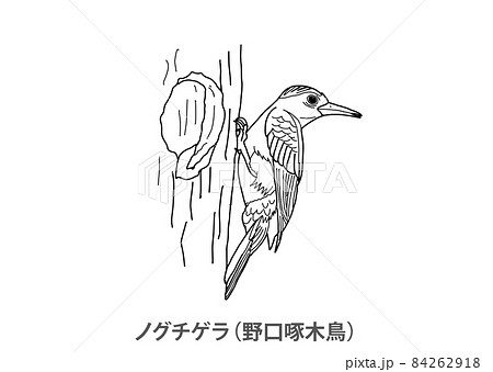 鳥 モノクロのイラスト素材