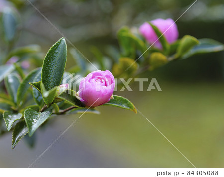 乙女山茶花の写真素材