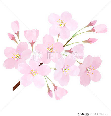 桜の枝のイラスト素材