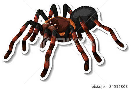 Various Spider Species Poses Cartoon Vector Illustration Stock Vector -  Illustration of cellar, halloween: 161254054