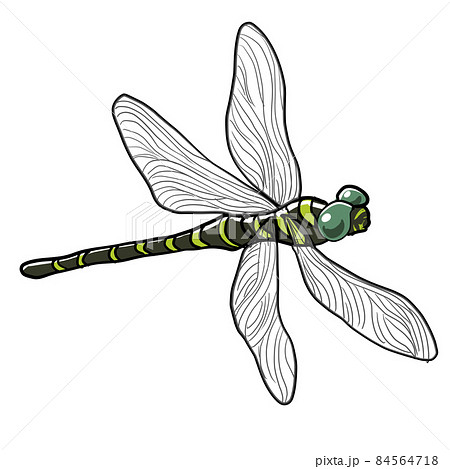 Dragonfly Pngs