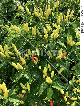 島とうがらし 花 唐辛子 植物の写真素材