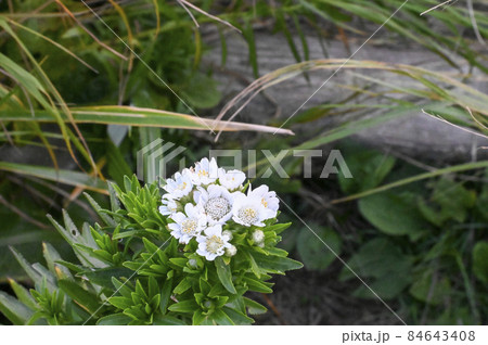 エゾノコギリソウの写真素材