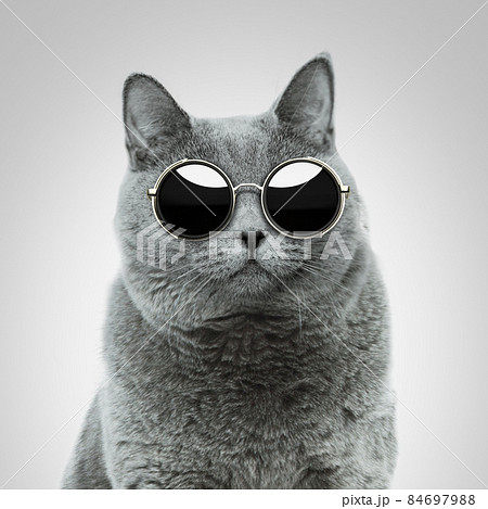 ねこ ネコ 猫 サングラスの写真素材
