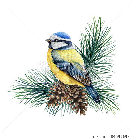 自然 鳥 綺麗な鳥のイラスト素材