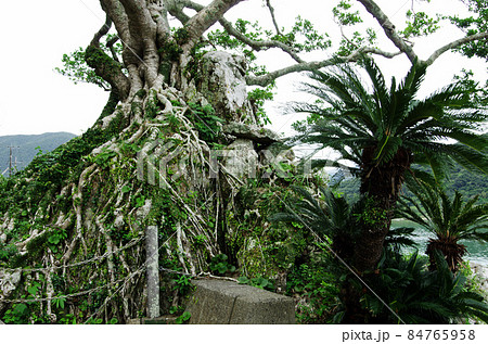 沖縄産ガジュマル　ツインテール　石抱き 石抱くと言うより岩を抱え込んだ「石抱きガジュマル」【奄美大島旅行記