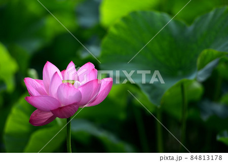 高田城 上越 高田 蓮の写真素材