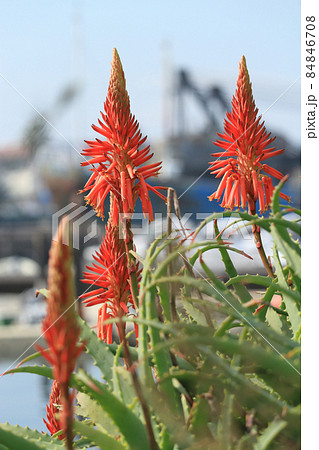 医者いらず 植物の写真素材