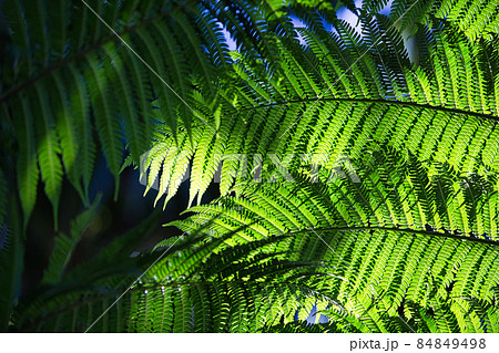 ヘゴの木 シダ植物 ヘゴの写真素材 - PIXTA