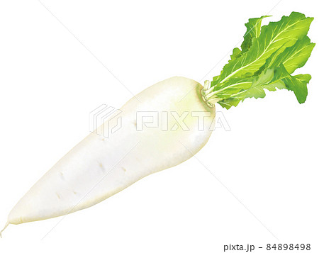 大根のイラスト素材集 ピクスタ