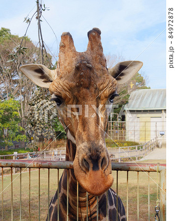 正面 キリン 顔 草食動物の写真素材