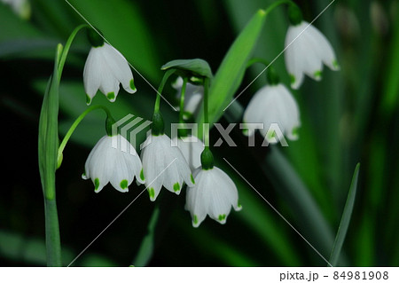 スズランに似た花の写真素材