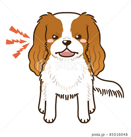 犬 キャバリア 怒り 不機嫌の写真素材