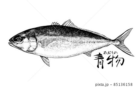 原画 食べられるお魚の絵 メバチマグロ | SEA SIDE MUSEUM