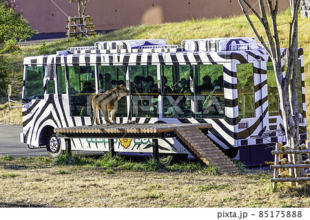 ライオンバス 多摩動物園 多摩動物公園 日野市の写真素材