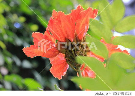 カエンボク 世界三大花木の写真素材 カエンボク 世界三大花木の写真素材