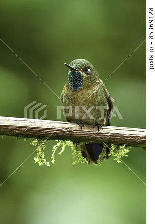ハチドリ 鳥 ハミングバード 野鳥の写真素材 - PIXTA