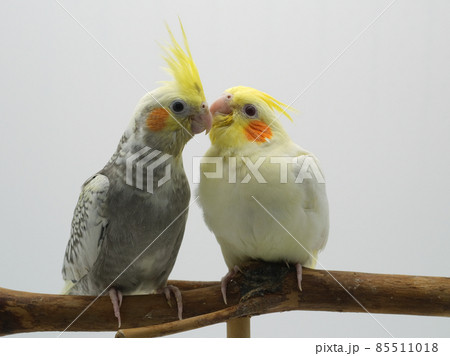 小鳥 インコ キス 黄色い鳥 Kissの写真素材