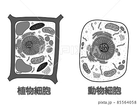 細胞 動物細胞 植物細胞 イラストの写真素材