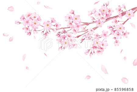 散る 桜の枝 桜 花のイラスト素材