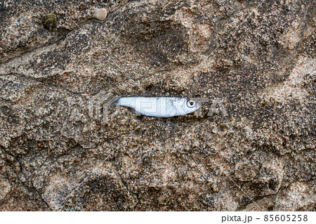 ボラの稚魚の写真素材