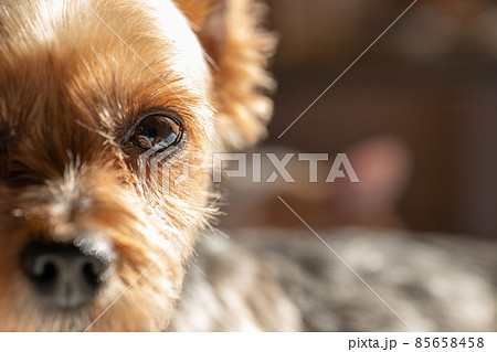 ヨークシャーテリア 子犬 犬 伏せの写真素材 - PIXTA