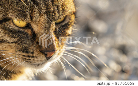 猫 目つき 鋭い 動物の写真素材