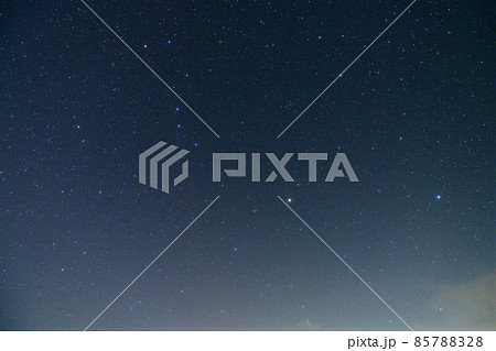 spica Photos - PIXTA