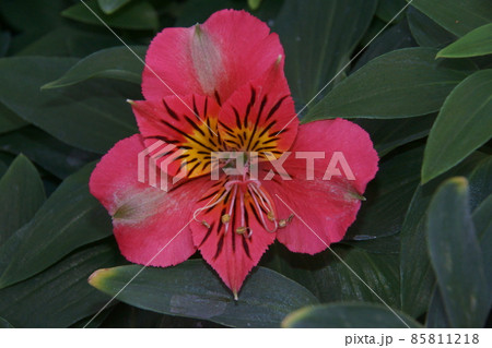 アストロメリア 花 クローズアップ 屋外の写真素材