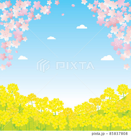 菜の花畑のイラスト素材