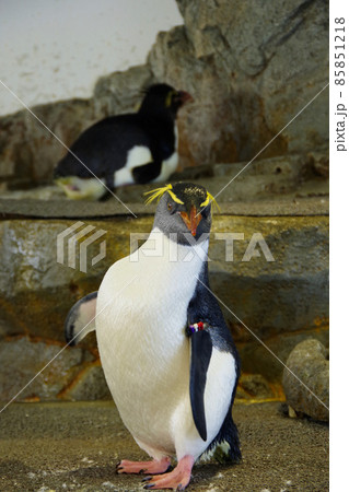 イワトビペンギン キャラクターの写真素材