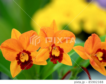 カトレア 花 植物 オレンジ色の写真素材 - PIXTA