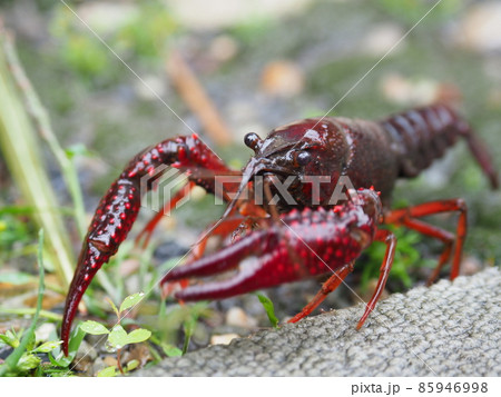 アメリカザリガニの写真素材