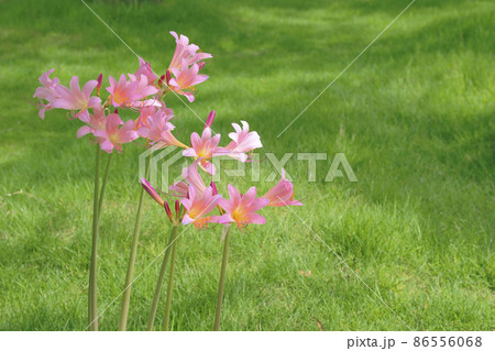 ツツラの写真素材 - PIXTA 