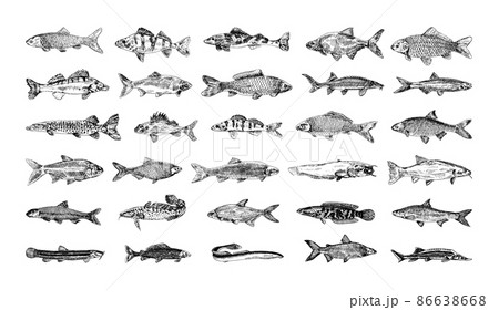 Catfish fishing t-shirt vector print mockup - Stock Illustration [69252819]  - PIXTA
