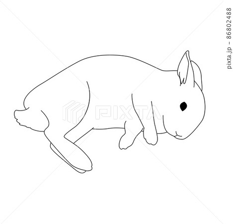 うさぎ 動物 ウサギ リアルのイラスト素材 うさぎ 動物 ウサギ リアルのイラスト素材