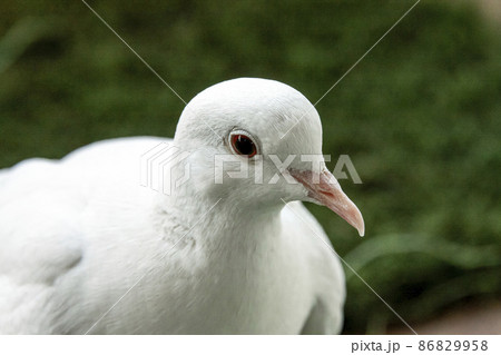 ギンバト 銀鳩の写真素材 - PIXTA