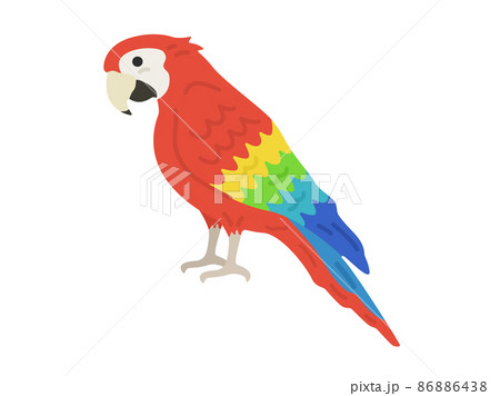 インコ オウムのイラスト素材集 ピクスタ