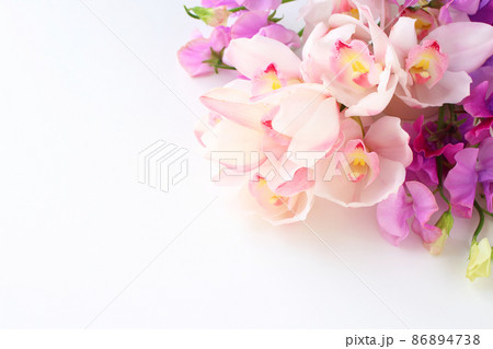 蘭の花の写真素材 - PIXTA