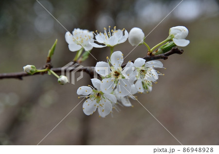 すももの花の写真素材