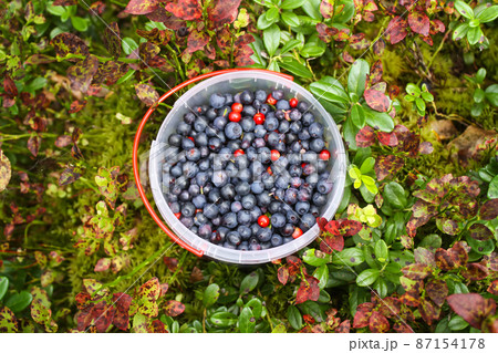 A Bucket Of Lingonberries And A Berry Picker In The Autumn Forest