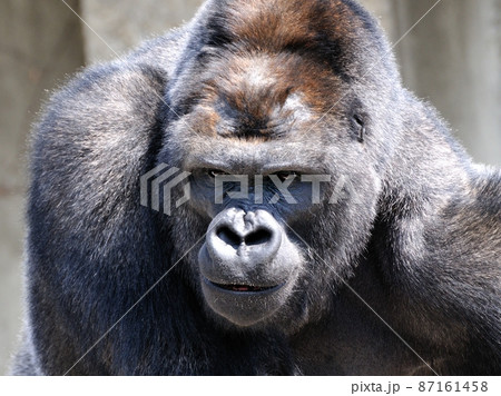 イケメンゴリラの写真素材