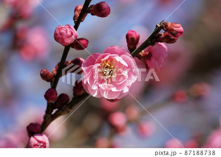 難波紅 梅の花の写真素材