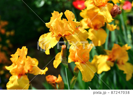 オレンジ色の花 多年草の写真素材