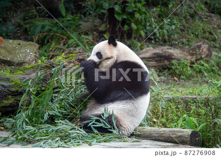ジャイアントパンダ パンダ 台北 絶滅危惧種の写真素材